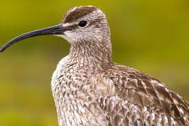 Whimbrel Wonders | ByRatel