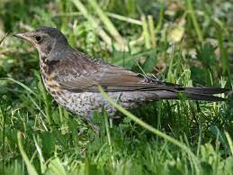 The Fieldfare Bird: 61 Fascinating | ByRatel