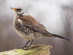 The Fieldfare Bird: 61 Fascinating | ByRatel