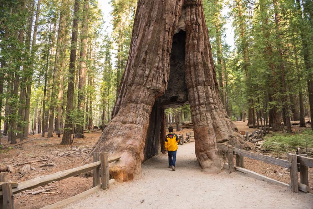 Hidden Gems in Yosemite National Park